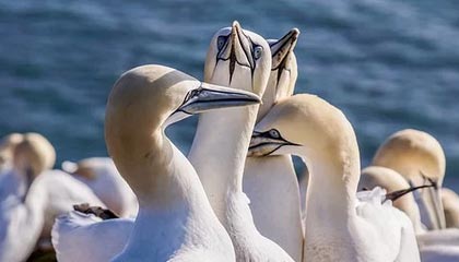 泰国纯爱电影《错时告白》内地定档5.20上映 聚焦暧昧期男女的“双相思”