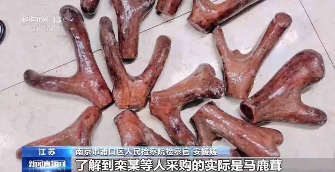 老人不买天价鹿茸被一脚踹翻，南京一团伙暴力威逼老人买单，100多人被骗，涉案金额90余万元，多数老人乖乖回家拿钱，甚至被逼去银行取款