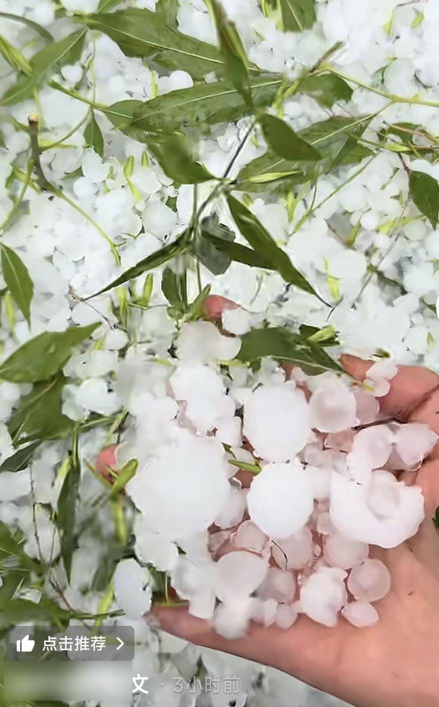 河北固安突降冰雹近半小时，街面似被冰雪覆盖，当地居民：活了四十年头一次见